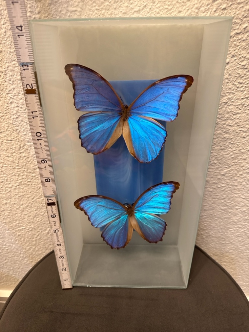 Vintage Morpho Butterfly Shadow Box Art Glass Case Nature Decor - Picture 4 of 8